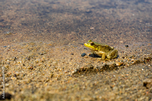 frog in sand near water