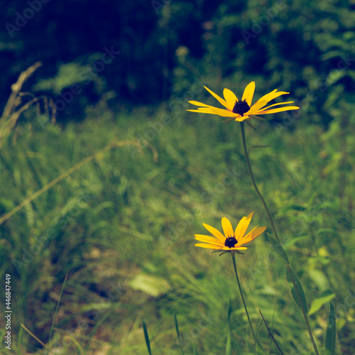 yellow flower in forest