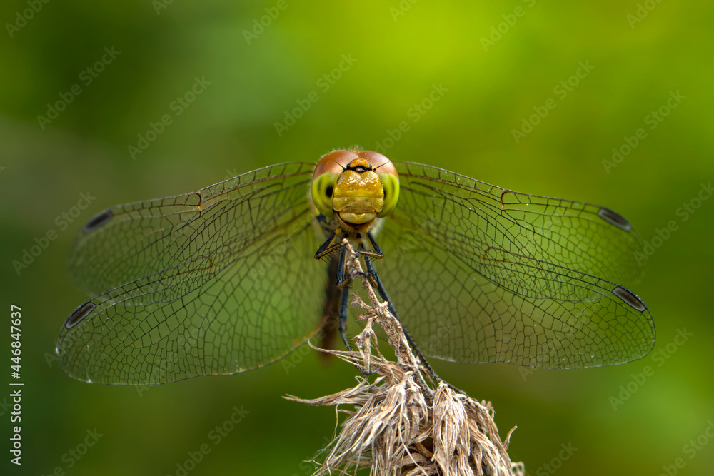 Macro shots, Beautiful nature scene dragonfly. Macro shots, Beautiful nature scene dragonfly.