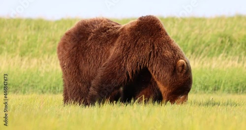 A brown bear grazes on grass in Katmai, Alaska.