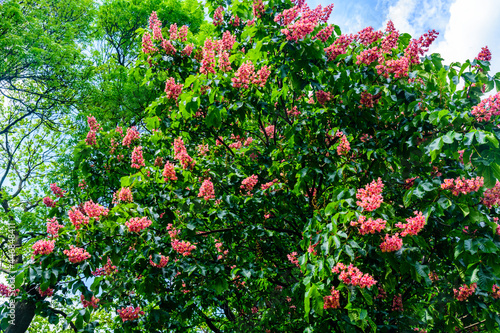 Red horse chestnut (Aesculus carnea) blossoming at spring photo