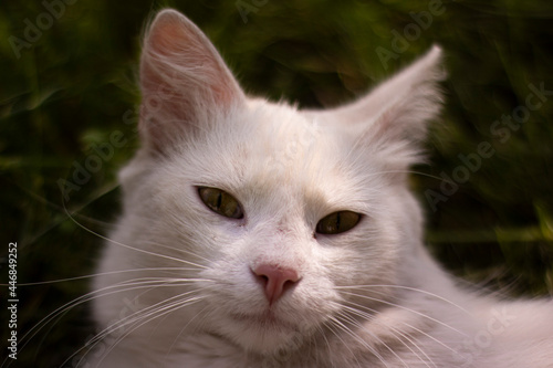 Photo portrait close up of a cat