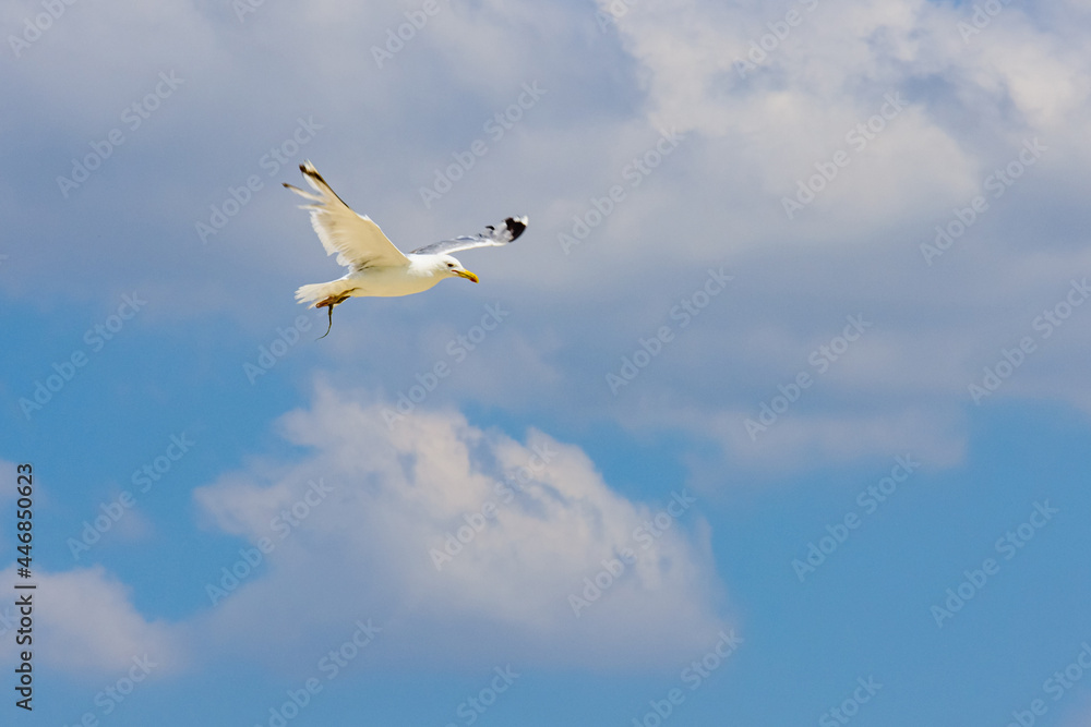 Obraz premium White sea gull fly above the sea