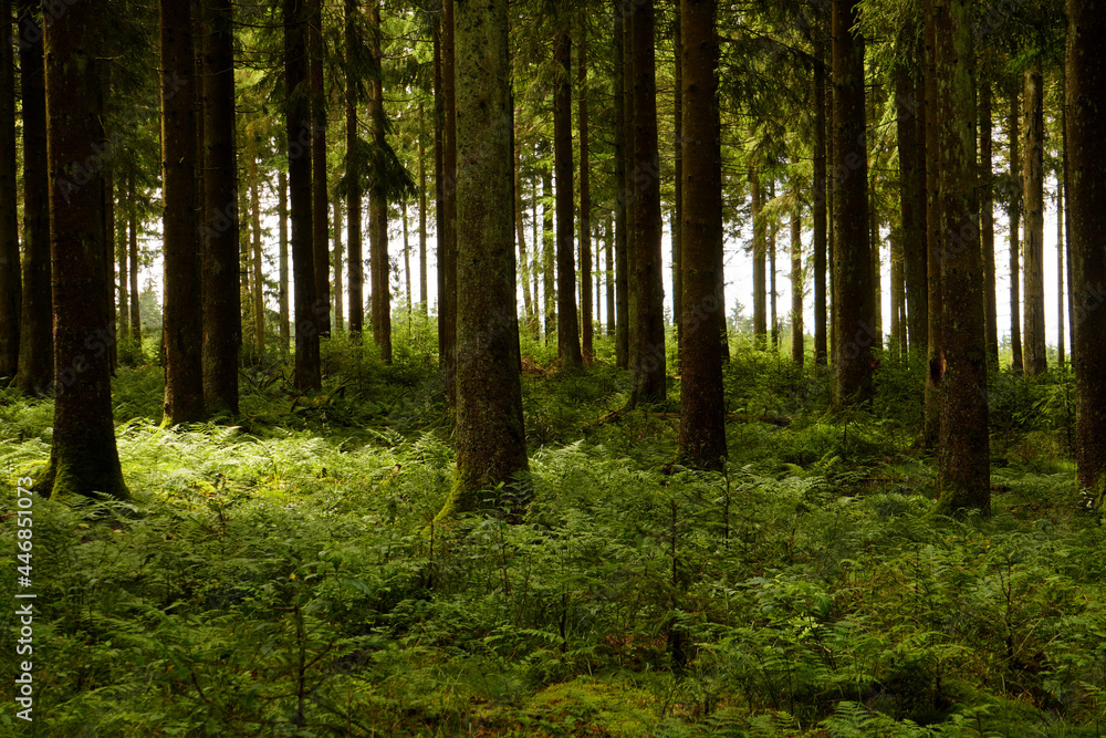 Fototapeta premium Blick in den Wald