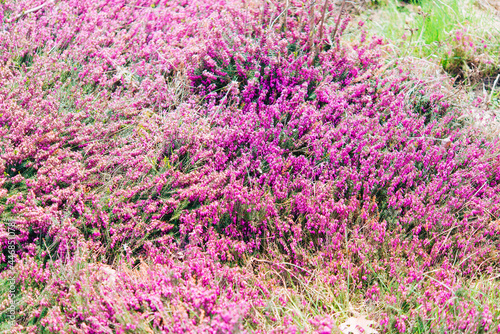 Erica (Erica arborea, Erica mammosa, Erica lusitanica, Erica tetralix) - flower in the garden, Heather family