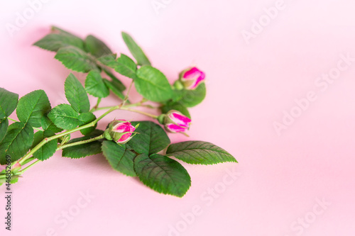 Beautiful flowers. Three rose buds on a pink background. Flat lay with copy space for the wedding, birthday, party or other celebration.	