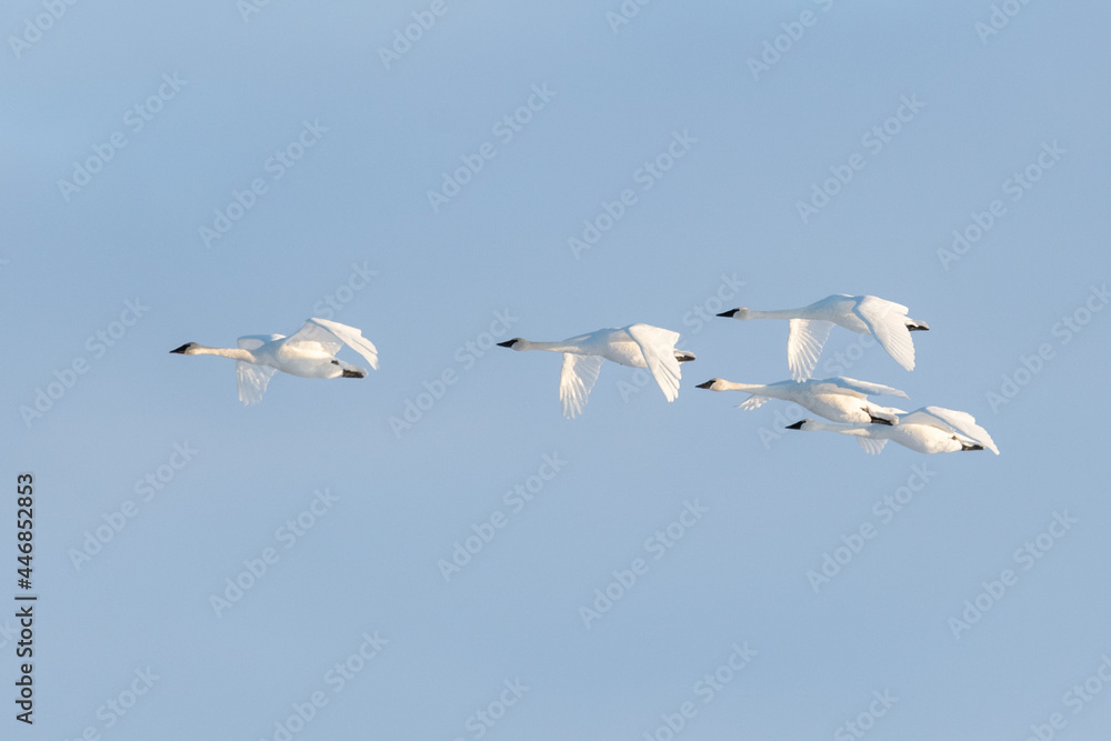 Obraz premium Large white tundra, trumpeter swans seen in spring time flying above with blue sky background. Long necks, flapping wings.