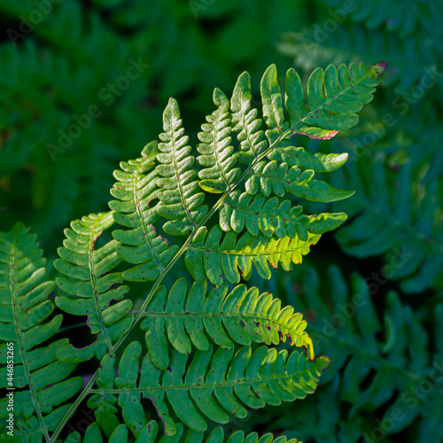 Boston Fern on Green photo