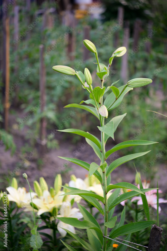 Obraz premium Lily buds. The flower is preparing to bloom, many buds on one stem.