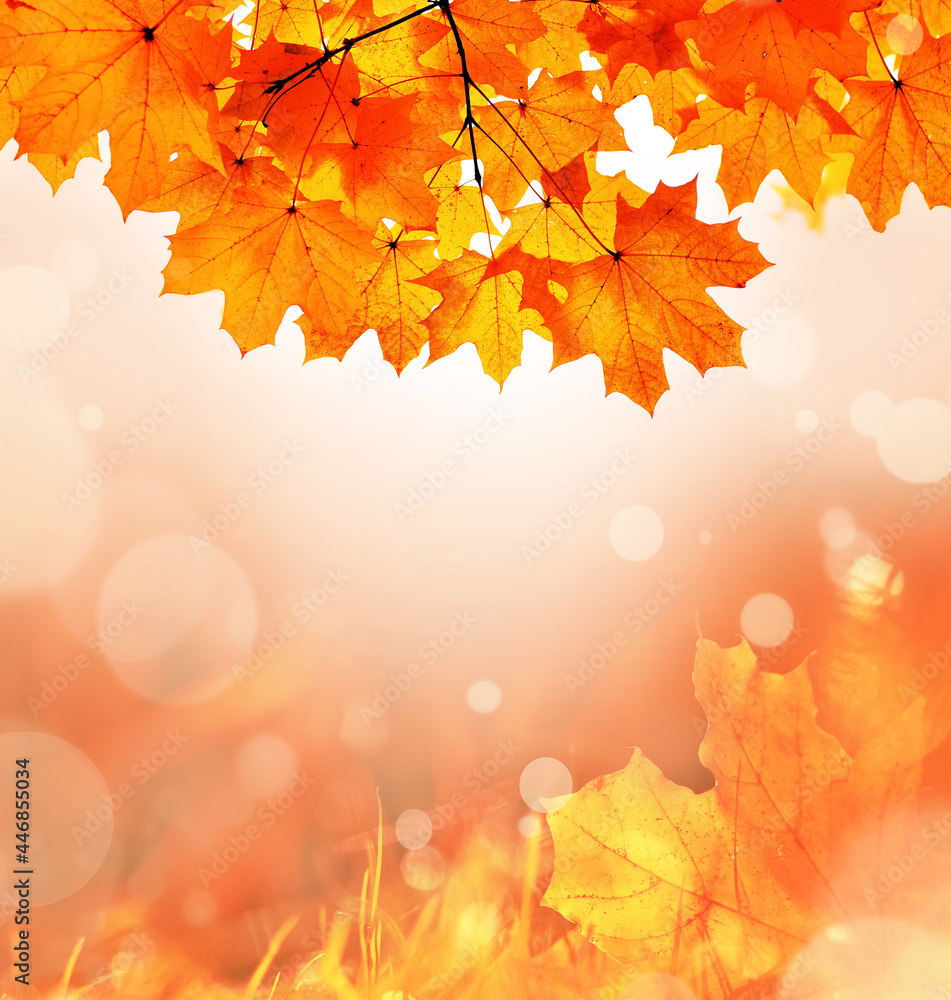 Fototapeta premium Autumn leaves on the fall blurred background .
