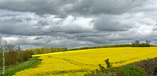 Farmer spraying a field of gleaming yellow oilseed rape (canola) flowers under a threatening North Yorkshire, England sky