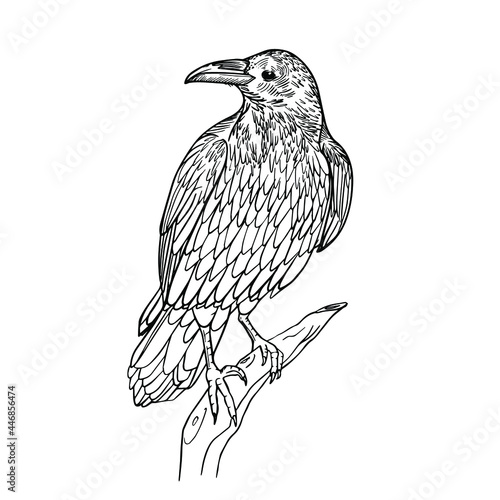Illustration with a raven on a branch. Drawn by hand in ink. Isolated on white background raven drawn in a linear style. Crow sitting on a branch on a white background. Crow tattoo sketch.