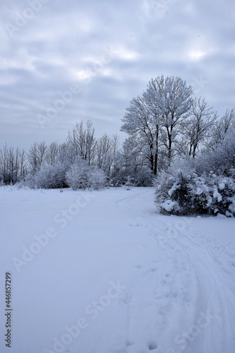 Landscape with a ski trail of snow-covered trees and shrubs © Светлана Беляева