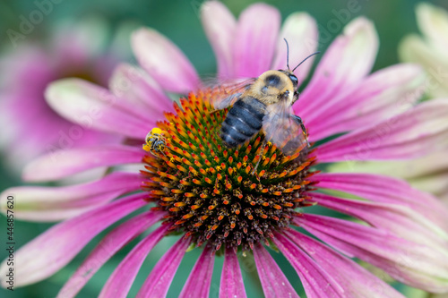 Soliatry Leaf-Cutter Bee on Orange and Purple Coneflower © just...b