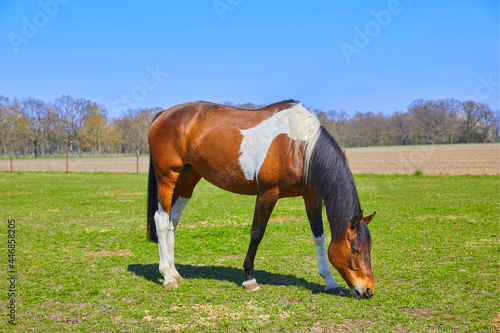 Beautiful horse while grazing in the pasture. © Composer