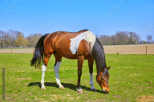Beautiful horse while grazing in the pasture.