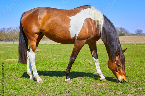 Beautiful horse while grazing in the pasture.