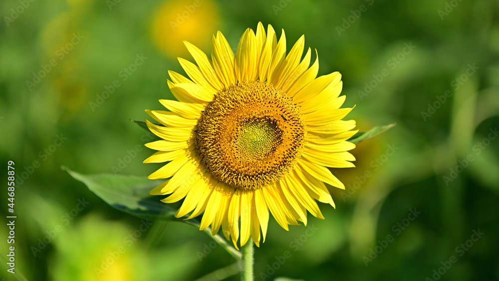 The sunflowers have become perfect for viewing The sunflowers have become perfect for viewing