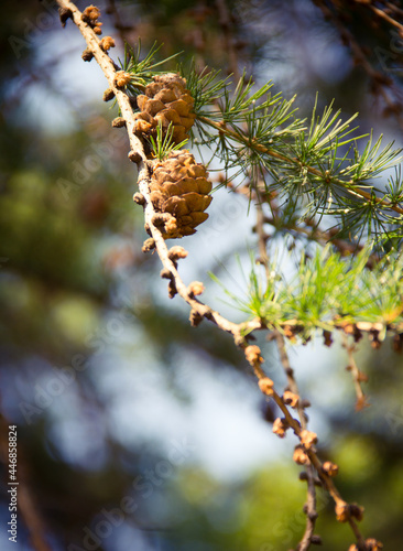 cones on a tree