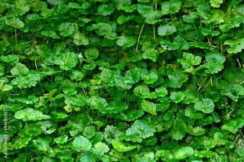Gundermann // Ground-ivy, gill-over-the-ground (Glechoma hederacea) photo