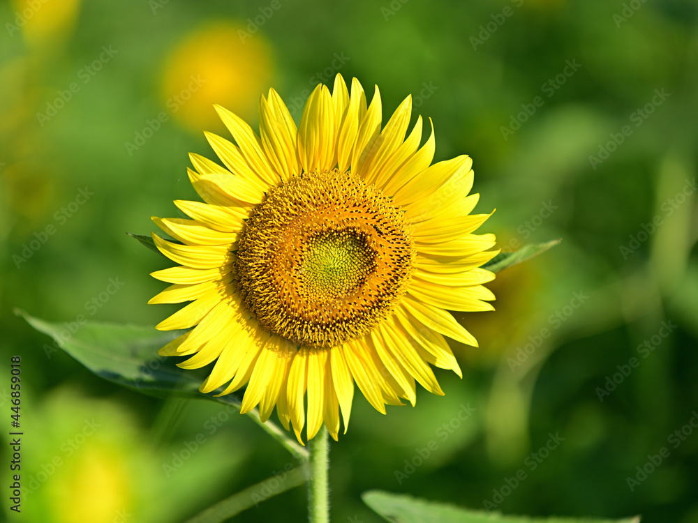 The sunflowers have become perfect for viewing The sunflowers have become perfect for viewing