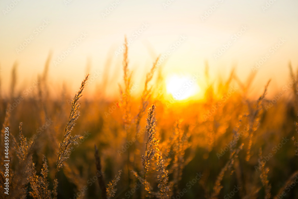 Dry grass-panicles of the Pampas against orange sky with a setting sun. Nature, decorative wild reeds, ecology. Summer evening, dry autumn grass Dry grass-panicles of the Pampas against orange sky with a setting sun. Nature, decorative wild reeds, ecology. Summer evening, dry autumn grass