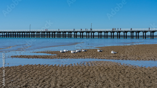 Group of seagulls resting on the sandy shore, with pier in the background