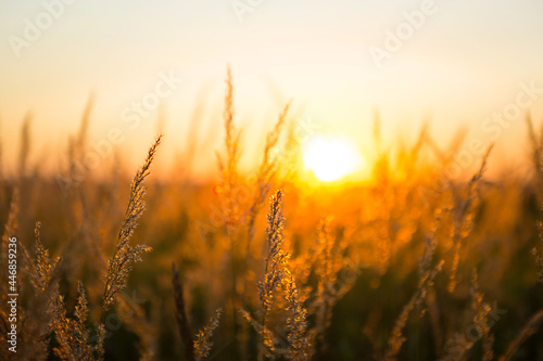 Dry grass-panicles of the Pampas against orange sky with a setting sun. Nature  decorative wild reeds  ecology. Summer evening  dry autumn grass