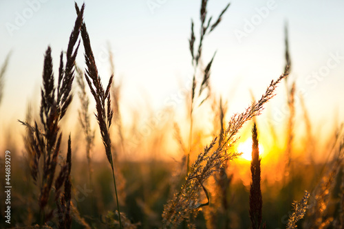 Dry grass-panicles of the Pampas against orange sky with a setting sun. Nature, decorative wild reeds, ecology. Summer evening, dry autumn grass