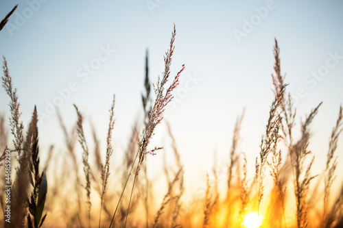 Dry grass-panicles of the Pampas against orange sky with a setting sun. Nature, decorative wild reeds, ecology. Summer evening, dry autumn grass