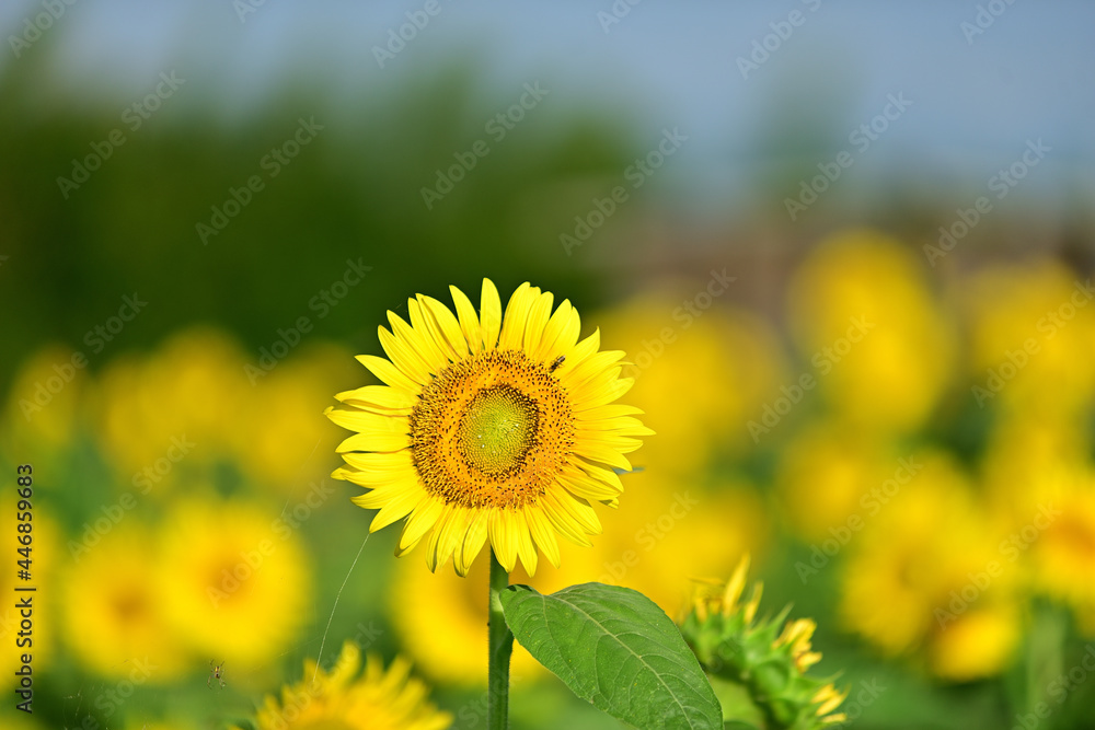 Fototapeta premium The sunflowers have become perfect for viewing