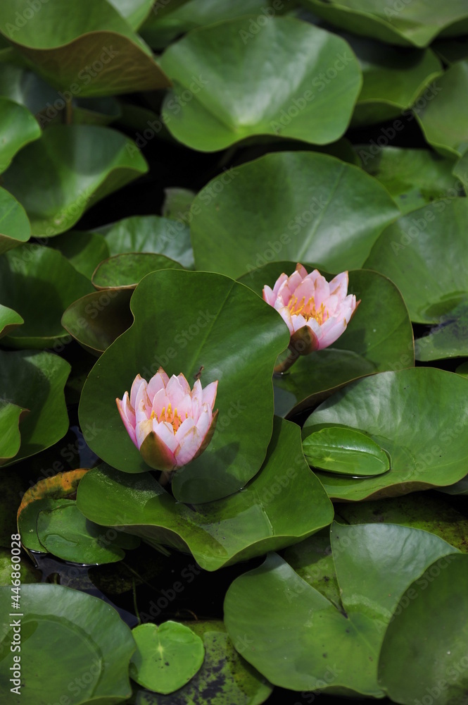 Fototapeta premium Lotus