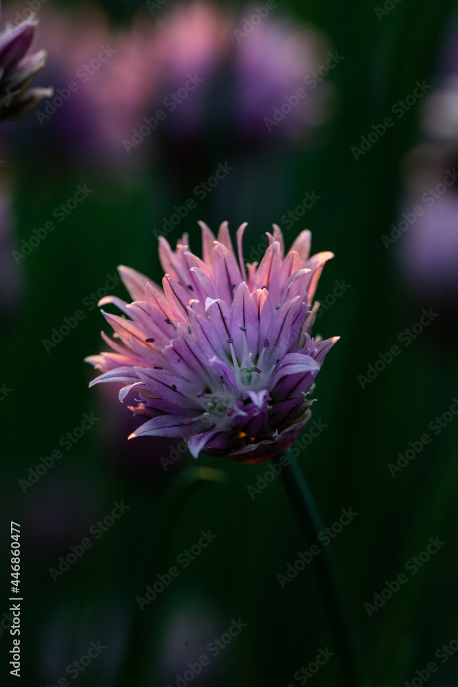 chives blooming at sunset purple nature background chives blooming at sunset purple nature background