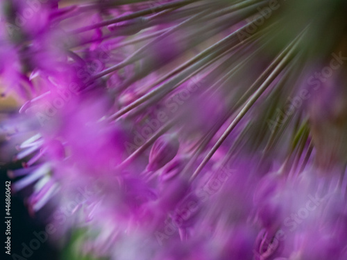 abstract purple giant allium flower