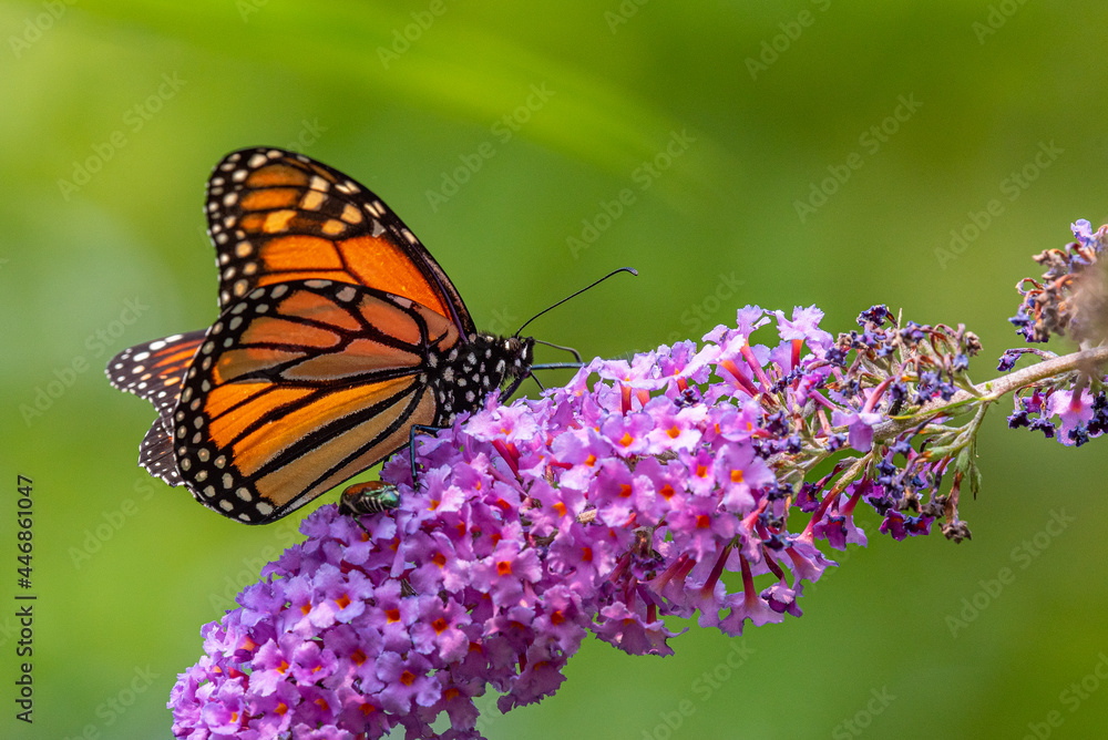 Monarch butterfly feeding from purple flowers of butterfly bush in ...