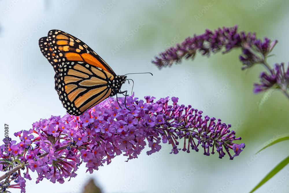 Obraz premium Orange monarch butterfly perched on purple flowers of butterfly bush in garden