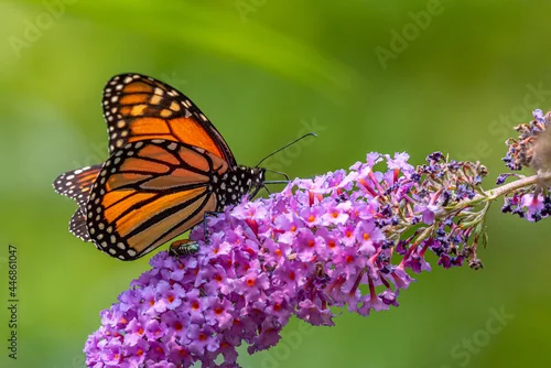 Fototapeta na wymiar Monarch butterfly feeding from purple flowers of butterfly bush in garden