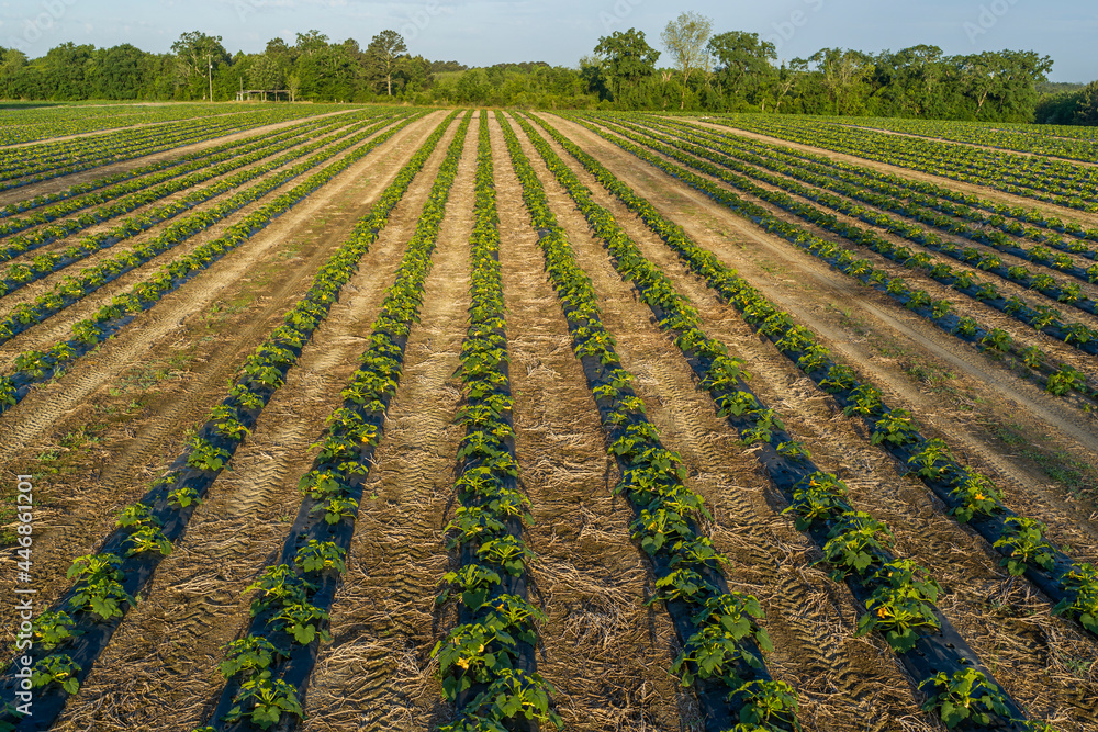 Agricultural Field of Squash pollinated by honeybees, Barwick, Georgia Agricultural Field of Squash pollinated by honeybees, Barwick, Georgia