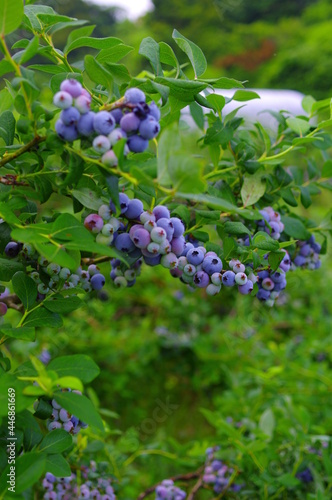 たくさん実を付けたブルーベリーの木