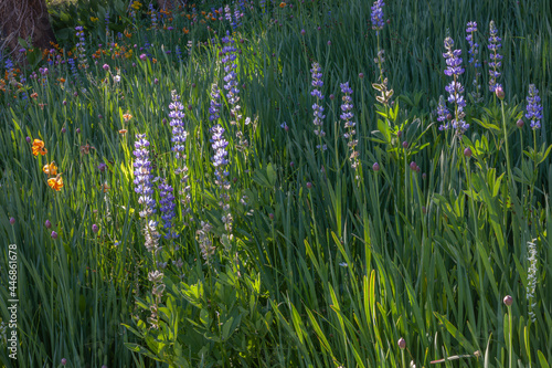 Wildflowers in meadow, Ansel Adams Wilderness, California, USA photo