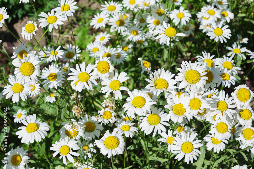 white daisies and grass outdoors in summer