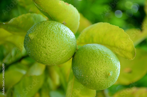 Selective focus of green lime fruits with a branch against a blurred background photo