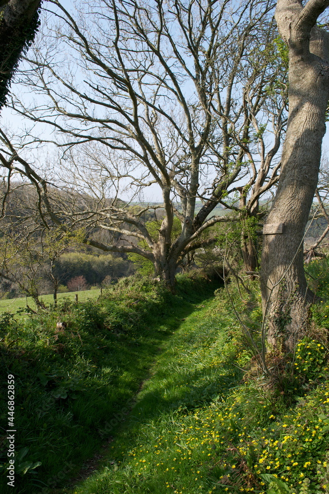 A beautiful countryside path: lush green grass, yellow spring wildflowers, bare winter trees; hills in distance; hedgerows surrounding fields; an ancient footpath up a holloway in the English country A beautiful countryside path: lush green grass, yellow spring wildflowers, bare winter trees; hills in distance; hedgerows surrounding fields; an ancient footpath up a holloway in the English country