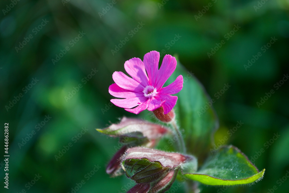 Close up of a beautiful little pink Red Campion flower (Silene dioica) on a simple stem, surrounded by leaves and buds, against a green background. Close up of a beautiful little pink Red Campion flower (Silene dioica) on a simple stem, surrounded by leaves and buds, against a green background.