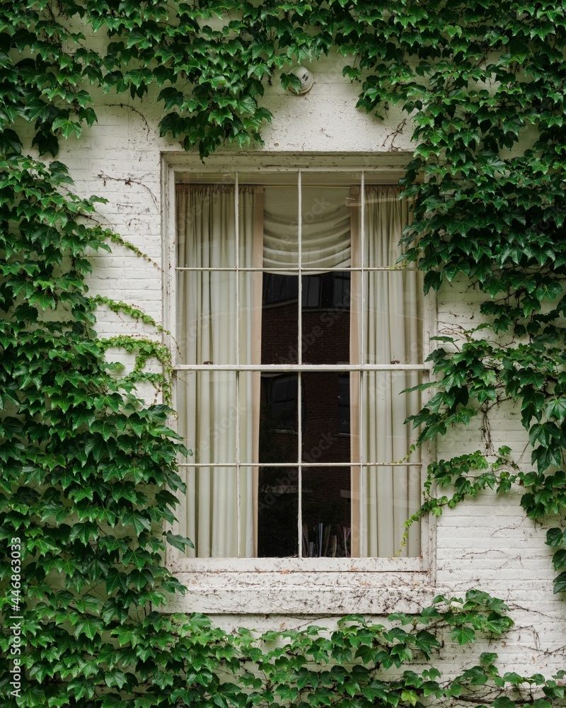 White house covered in ivy, in Burlington, Vermont