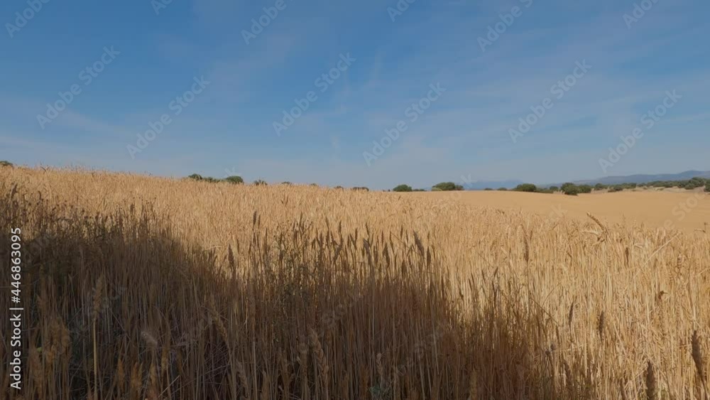 Wheat field among holm oaks in full sun before harvesting Wheat field among holm oaks in full sun before harvesting