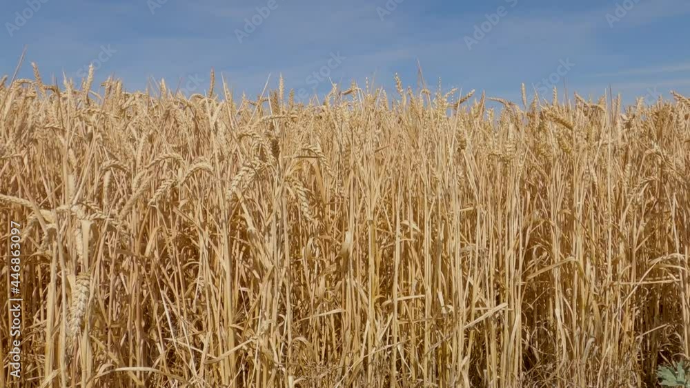 Close-up of ripe wheat ears in full summer sun before harvesting Close-up of ripe wheat ears in full summer sun before harvesting