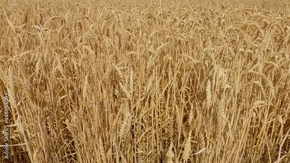 Close-up of ripe wheat ears in full summer sun before harvesting Close-up of ripe wheat ears in full summer sun before harvesting