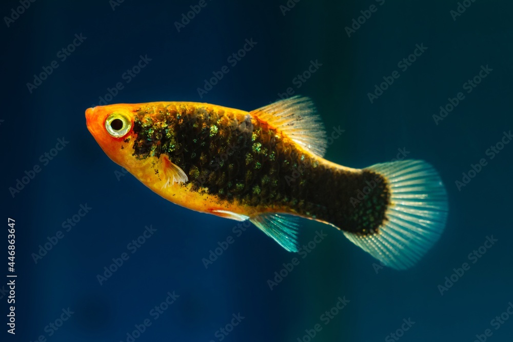 common molly, black and orange artificial breed of popular commercial