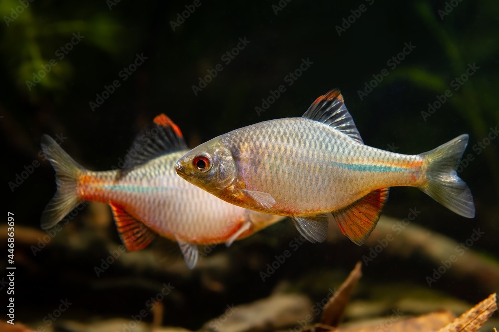 males of gudgeon or bitterling in bright spawning coloration fight for a female to breed in a planted freshwater aquarium, beautiful ornamental species, dark low light biotope concept males of gudgeon or bitterling in bright spawning coloration fight for a female to breed in a planted freshwater aquarium, beautiful ornamental species, dark low light biotope concept